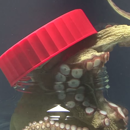 Η μεγάλη απόδραση ενός χταποδιού! (βίντεο)