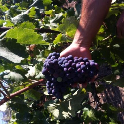 Τι ποικιλίες οινοστάφυλων θα παραλαμβάνει η Ε.Α.Σ. Σητείας 
