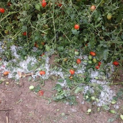 Οροπεδιο Λασιθιου