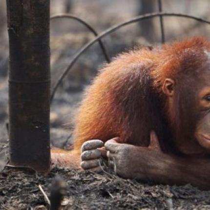 ουρακοτάγκος
