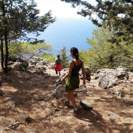 δάσος κούστα