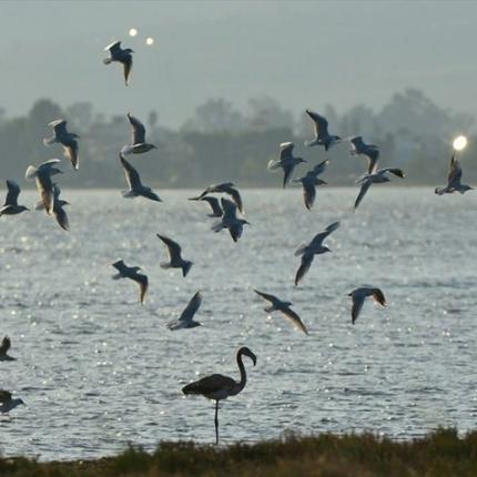 Αργολίδα - Πανευρωπαϊκή Γιορτή των Πουλιών