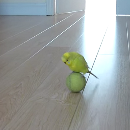 Ένας παιχνιδιάρης παπαγάλος (βίντεο)