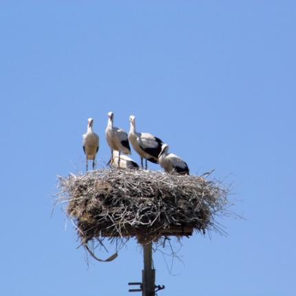 "Πέρασαν" δαχτυλίδια σε πελαργάκια στο Δέλτα του Νέστου