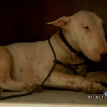 Το συγκλονιστικό πένθος ενός σκύλου για το αφεντικό του