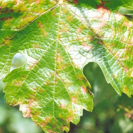 "Καταβάλλονται οι αποζημιώσεις για τον περονόσπορο"