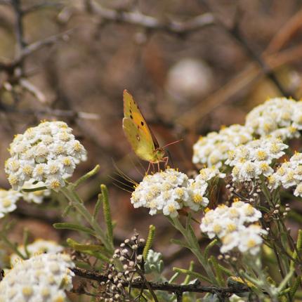 θαμνοτοποι