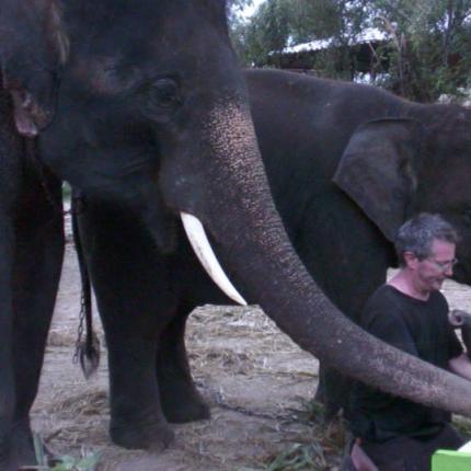 Ένας ελέφαντας που έπαιζε ...πιάνο!!!