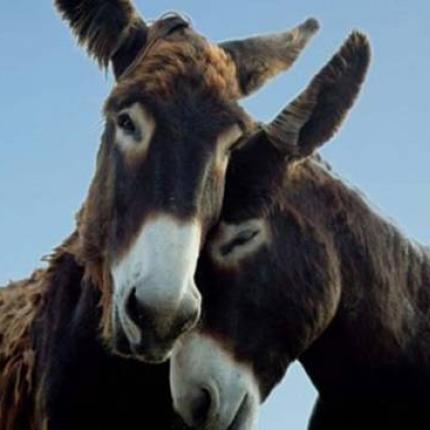 Το "χρυσό" γάλα... γαϊδούρας 