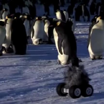 Ένας πιγκουίνος ... "μαϊμού" στην Ανταρκτική (βίντεο)
