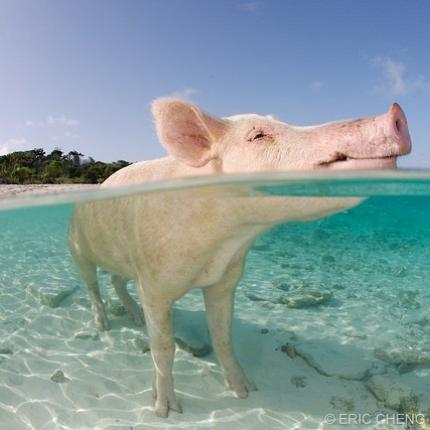 Ένα νησί για... γουρουνάκια