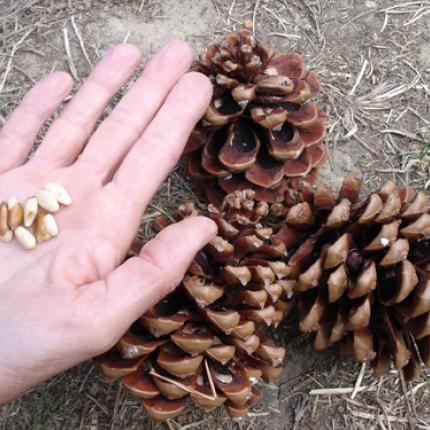 Μειώστε την όρεξη σας με...σπόρους κουκουναριού!