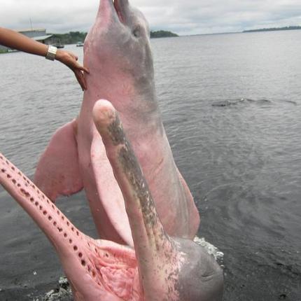 Αυτά είναι τα ροζ δελφίνια του γλυκού νερού