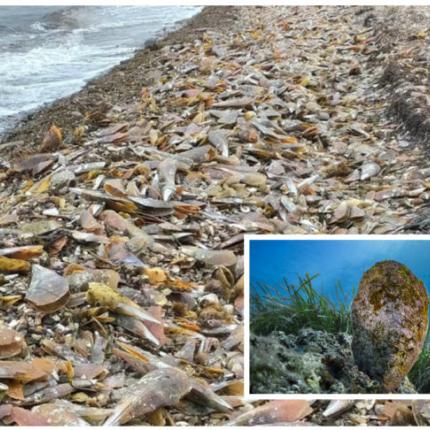 Νεκρές πίνες σε παραλία της Λεσβου.jpg