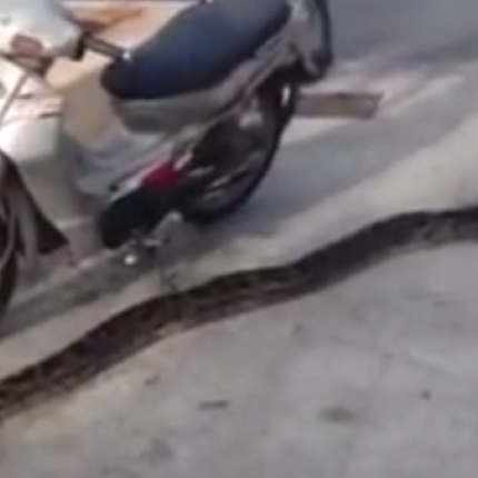 Μετά το Σήφη τον Κροκόδειλο και "το φιδάκι ο Διαμαντής" βολτάρει στο Ρέθυμνο (βίντεο)