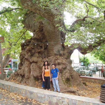 Ανάδειξη του αιωνόβιου πλάτανου στο Κράσι