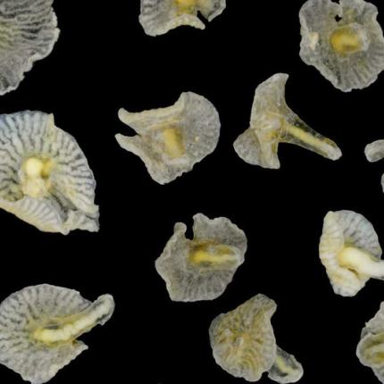 Ανακαλύφθηκε μυστηριώδες θαλάσσιο ζώο - μανιτάρι!