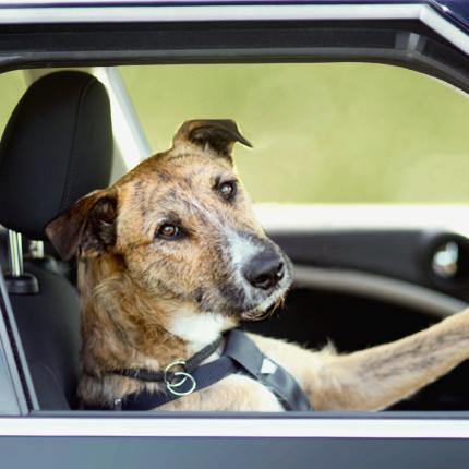 Ένας σκύλος που οδηγεί (βίντεο)