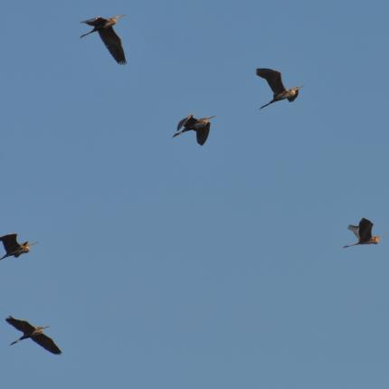 μεταναστευτικα πουλια