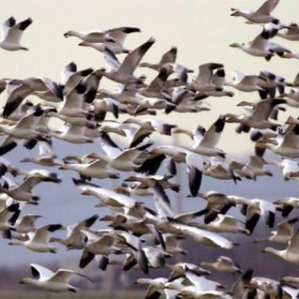 "Γιορτή των Πουλιών" την Κυριακή στο Φράγμα του Αποσελέμη