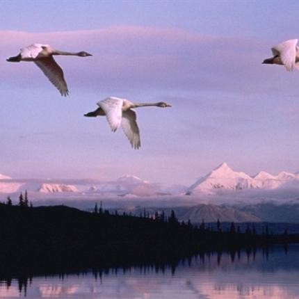 Προσομοιωτής που σε κάνει να πετάς σαν πουλί!
