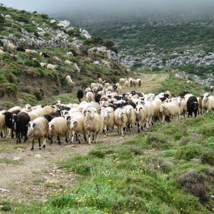 Ημεριδα για την Κτηνοτροφία και την Βιοποικιλότητα στο Αμάρι