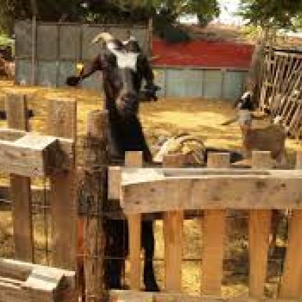 Μεγάλη Βρετανία: Θα κάνουν τα πρόβατα ρούτερ για να βάλουν ίντερνετ στους αγρούς