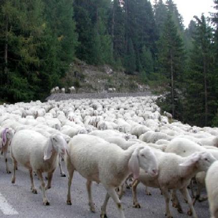 Ρέθυμνο: Χειροπέδες σε 64χρονο για ζωοκλοπή