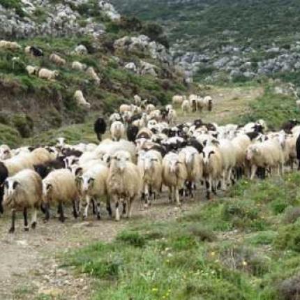 Ζώνες ελέγχου για τον καταρροϊκό σε Χανιά και Ρέθυμνο