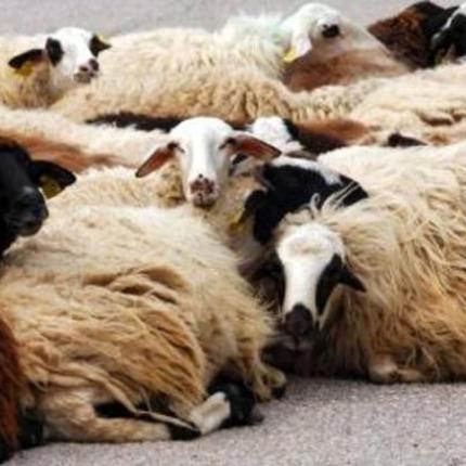 Τους "πρόδωσαν" τα λιγοστά αιγοπρόβατα