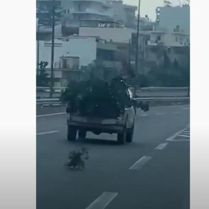 αγροτικό κλαδιά