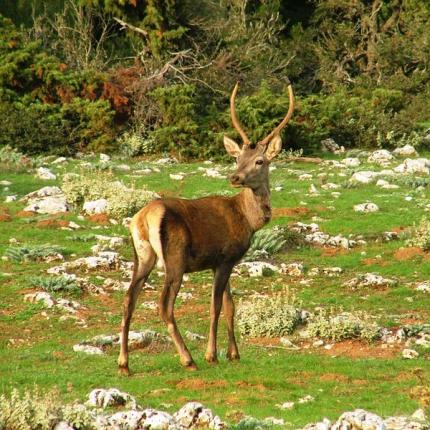 κόκκινο ελάφι