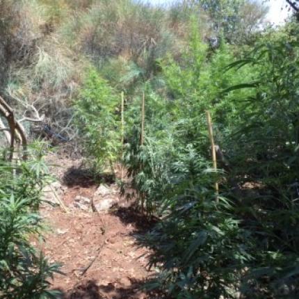 Δείτε σε βίντεο τη μεγάλη χασισοφυτεία που ξερίζωσε η ΕΛ.ΑΣ στο Ρέθυμνο 