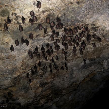 Εξερευνήστε τις ... "παρεξηγημένες νυχτερίδες" στο Μουσείο Φυσικής Ιστορίας Κρήτης