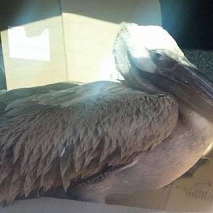 ροδοπελεκάνος