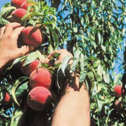 Frankfurter Allgemeine: Η ΕΕ θα αποζημιώσει τους παραγωγούς