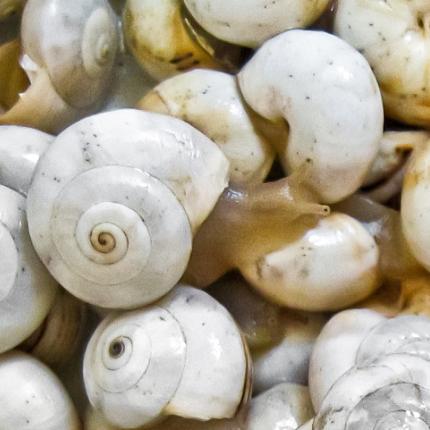 Στο Μουσείο Φυσικής Ιστορίας τα "Χερσαία Σαλιγκάρια της Κρήτης"