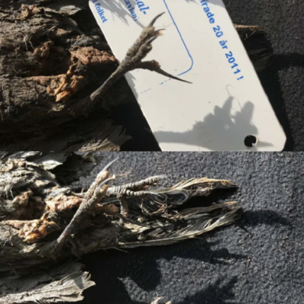 νεκρό πουλί 46.000 ετών