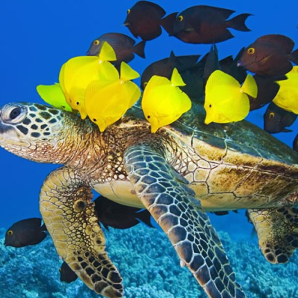 sea-turtle-hawaii.png