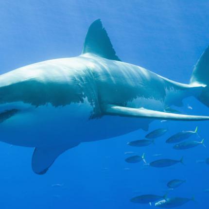 Τεχνητό δέρμα καρχαρία που βοηθάει στο ...κολύμπι!