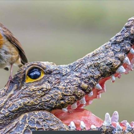 Ένας απρόσμενος "κροκοδειλάκιας" προσφέρεται να πιάσει το Σήφη