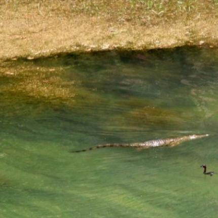 Νέα σύσκεψη για τον "Σήφη" τον κροκόδειλο σήμερα στο Ρέθυμνο
