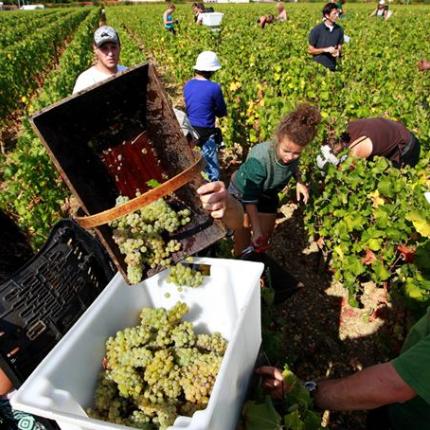 Τελευταία μέρα για την υποβολή δηλώσεων συγκομιδής σταφυλιών