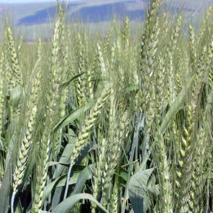 Καινοτόμες γεωργικές τεχνικές για τη σίτιση 50 εκατ. ανθρώπων