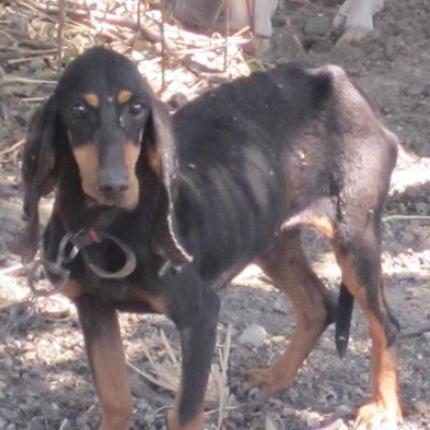 Ρέθυμνο: Εγκατέλειψαν σκύλο σε χωράφι χωρίς φαγητό και νερό (φωτο)