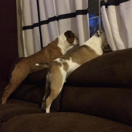 Ποιο είναι το χαζό σκυλί της φωτογραφίας;;;