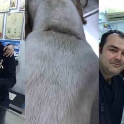 σκυλίτσα