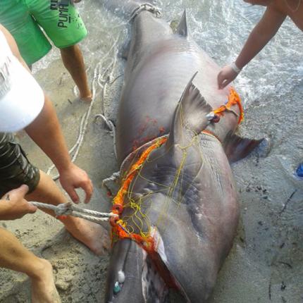 Ψαράς έπιασε σκυλόψαρο 200 κιλών στη Χαλκιδική
