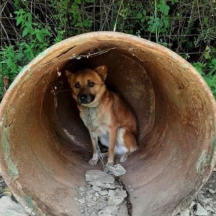 τα ζώα αργοπέθαιναν