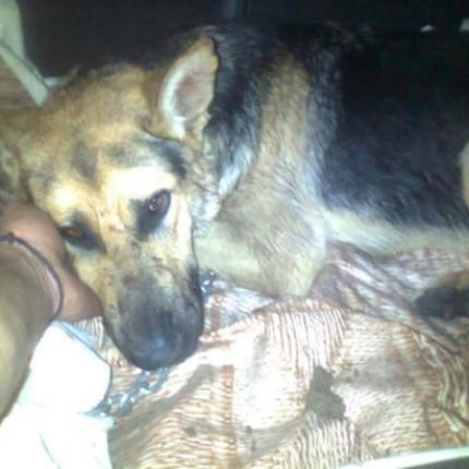 Πρώτη καταδίκη χωρίς αναστολή για κακοποίηση ζώου